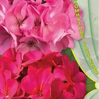Пеларгония династия