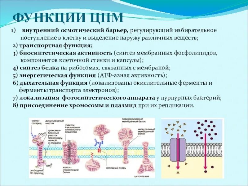 Поступление веществ в клетку таблица