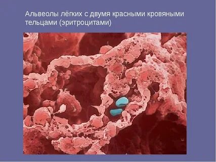 Поверхность альвеол легких под микроскопом