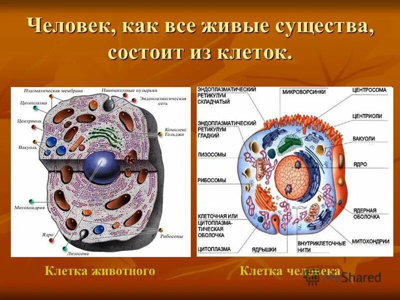 Человек имеет клеточное строение. Строение клетки анатомия. Строение животной клетки рисунок с функциями. Клетка организма человека строение и функции. Клеточное строение организма из чего состоят.