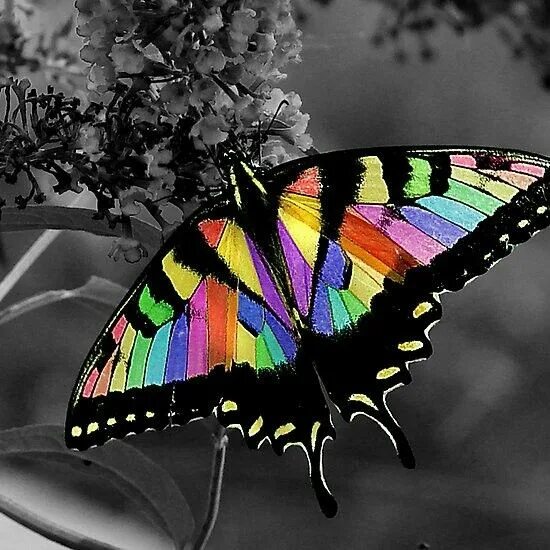 FLOR ARCOIRIS - YouTube