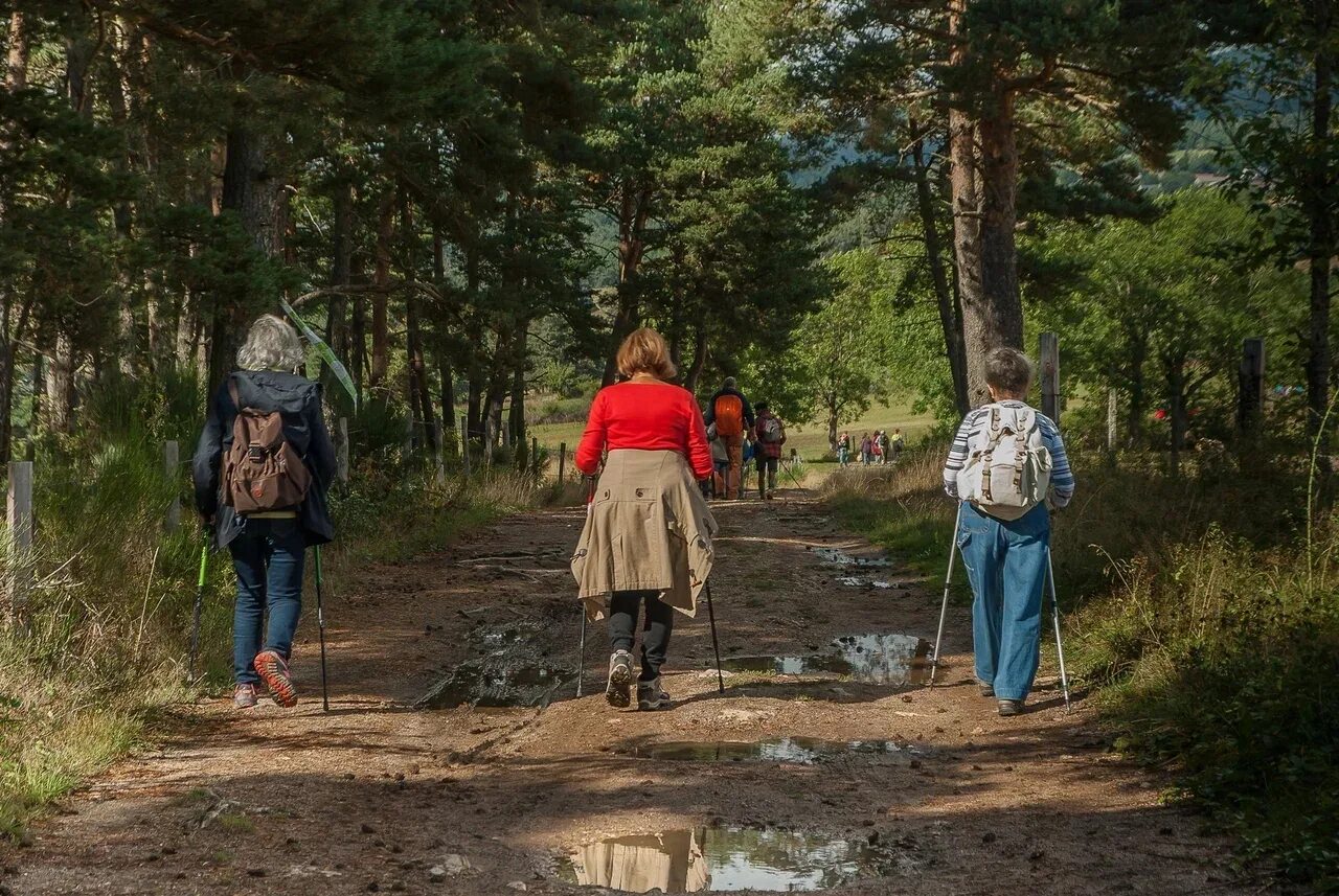 Пешие прогулки в лесу. Фото пешей прогулки художественные.