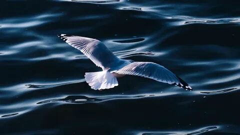 Чайки под водой
