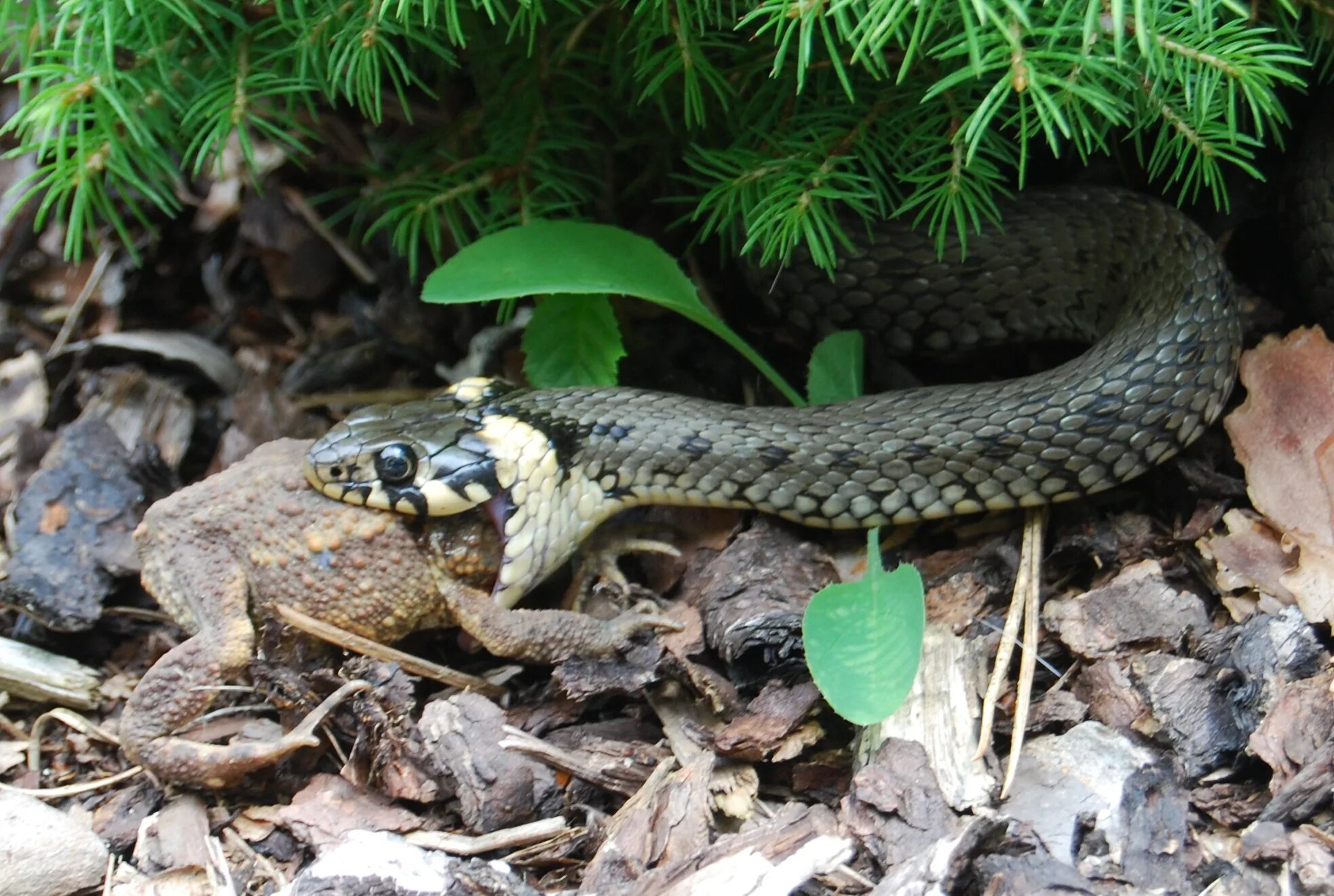 Grass snake. Обыкновенный уж Natrix Natrix. Уж обыкновенный - змея неядовитая. Травяная змея Natrix Natrix. Уж обыкновенный Калужская область.