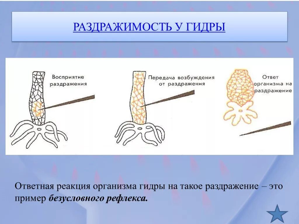 Раздражимость гидры. Реакция гидры на раздражение. Ответная реакция гидры на раздражение. Раздражительность в биологии примеры. Какова роль раздражимости в жизни