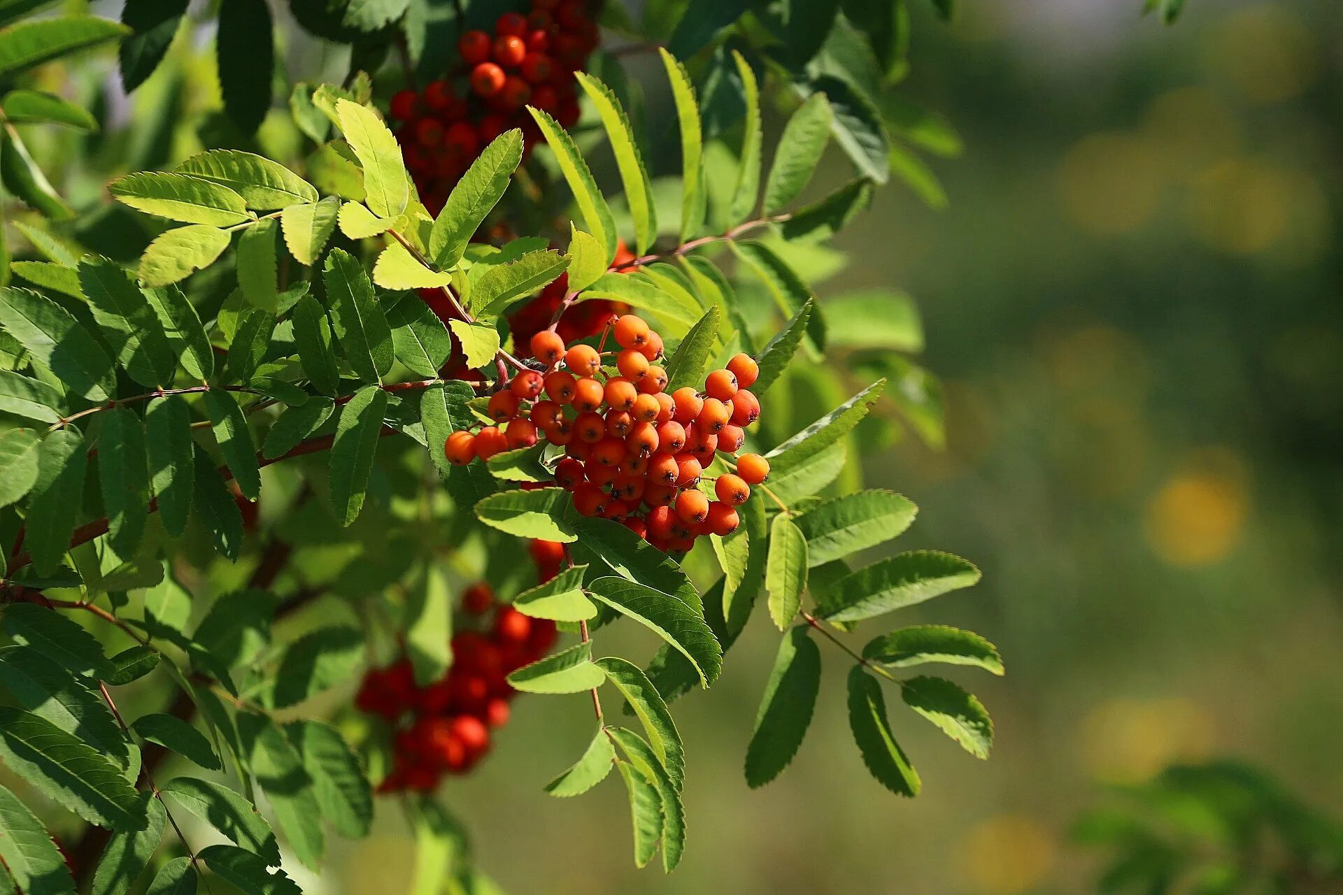 Рябина осенью. Рябина греческая (sorbus graeca). Рябина (sorbus). Рябинник рябинолистный гербарий. Рябина обыкновенная осенью.