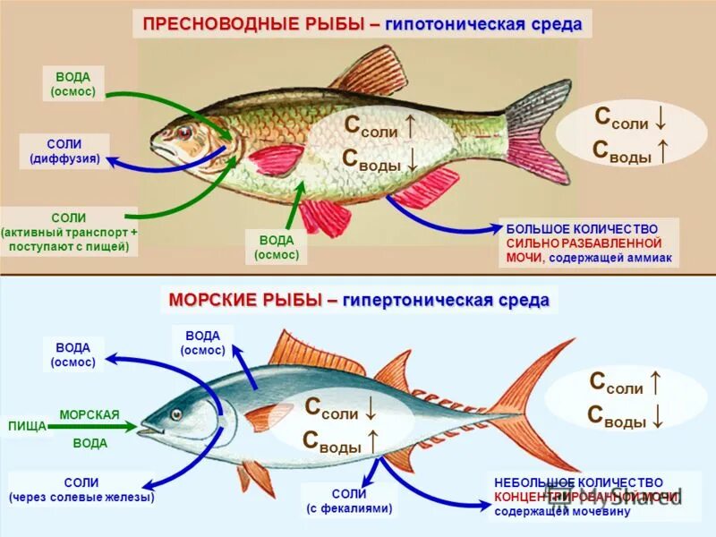 Как выглядят рыбы в структурнике lowernce Заполните таблицу: Внутреннее строение рыбы Название органа Выполняемая функция