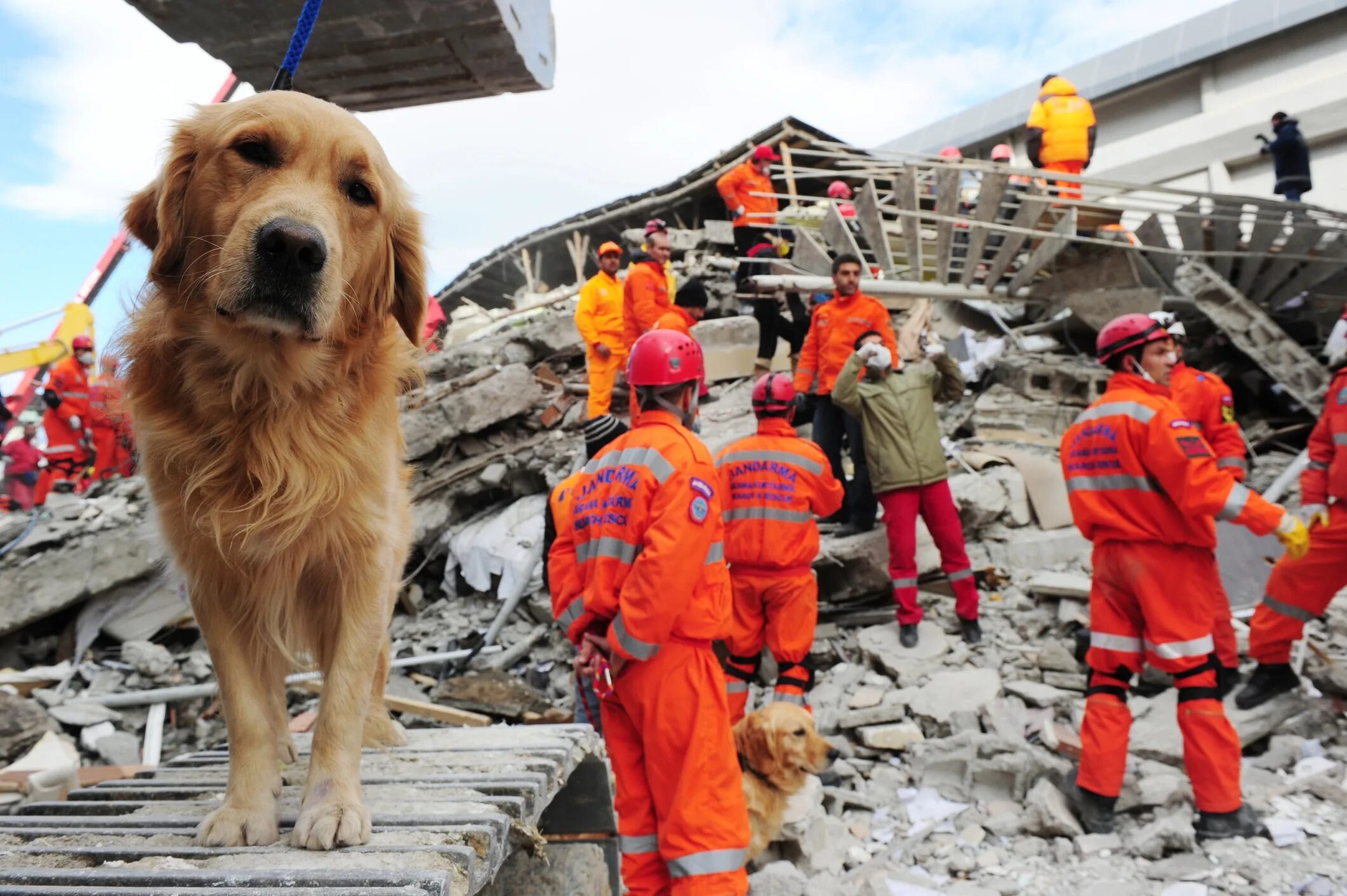 Собаки спасатели. Собаки спасатели МЧС. Собака спасатель землетрясение.