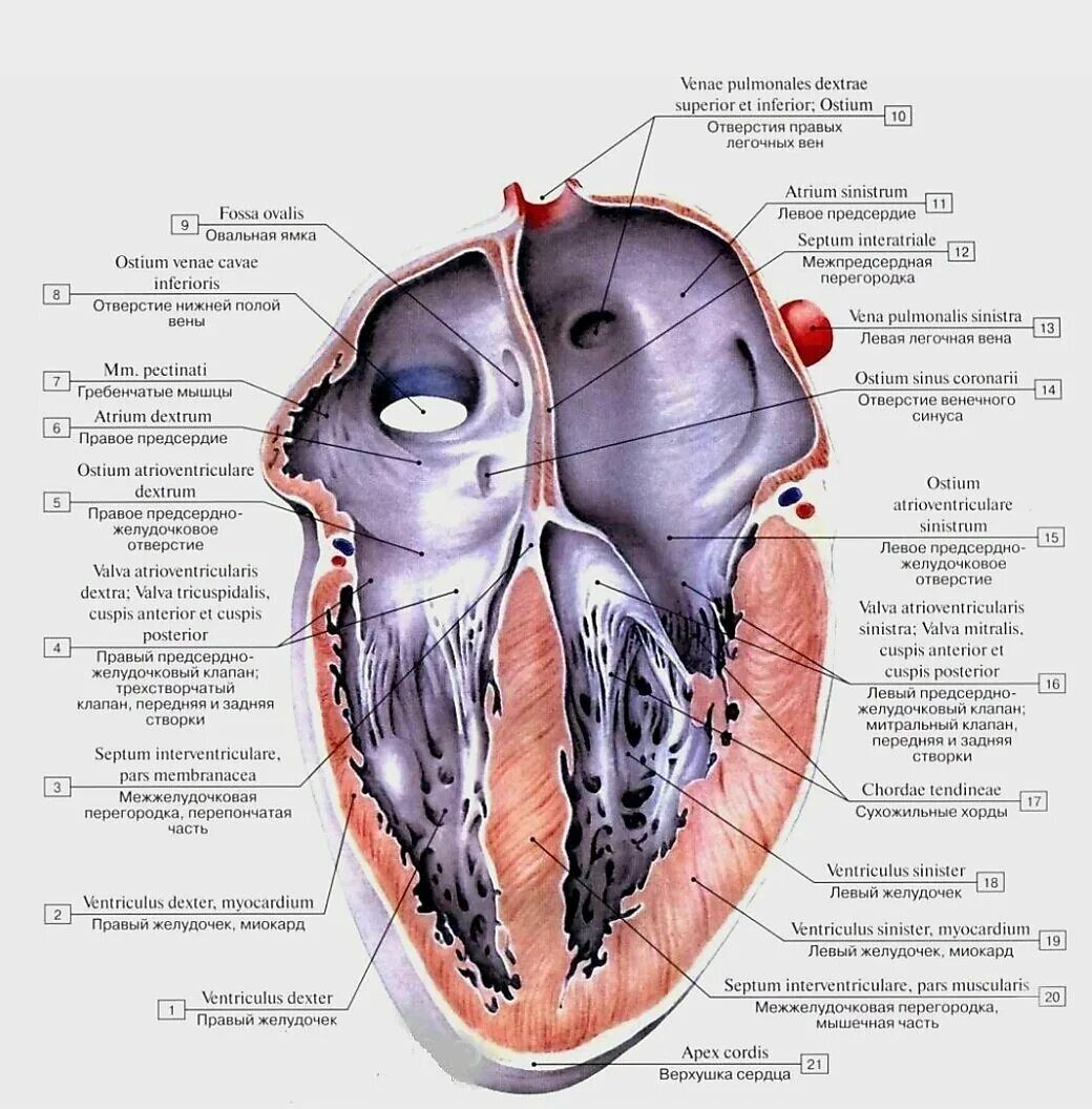 Правое и левое предсердно-желудочковое отверстие. Строение желудочков сердца анатомия. Сердце анатомия строение предсердия желудочки. Правый желудочек сердца анатомия строение.