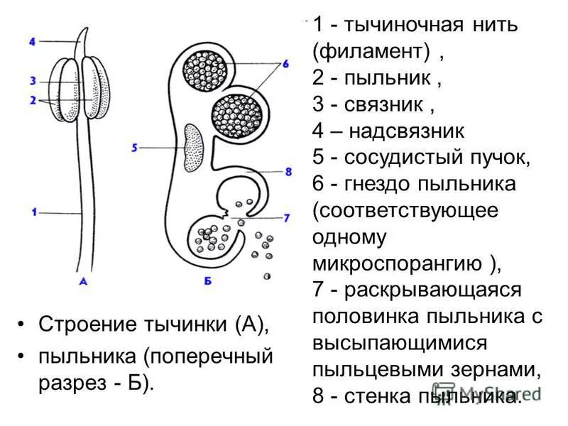 Общий план строения цветка. Какую функцию выполняет тычиночная нить. Строение цветка чашелистик пыльник завязь. Тычиночная нить функции. Строение пестика и тычинки биология 6.