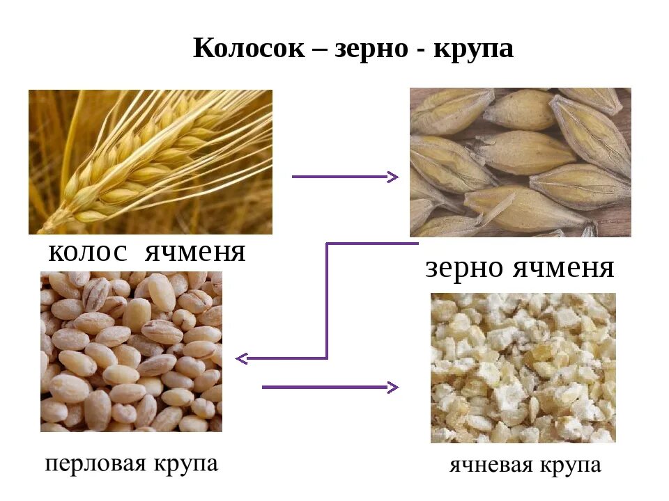 Какие классификации пшеницы вы знаете. Крупа ячменная перловая. Перловая крупа зерновая культура. Крупа ячменная перловая и перловая. Ячмень ячневая каша.