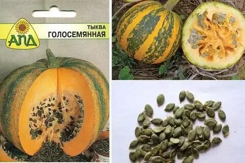 Семена голосемянной тыквы