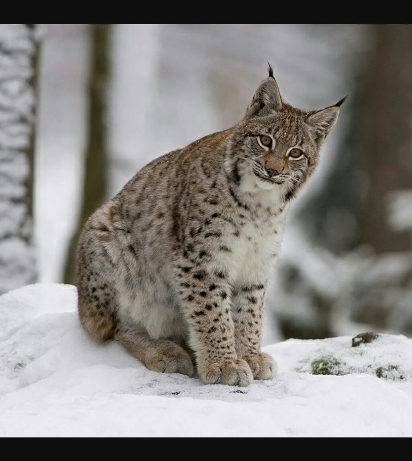 Северные хищные животные. Рысь Felis Lynx. Рысь обыкновенная Lynx Lynx Linnaeus, 1758. Рысь Байкальский заповедник. Рысь Сибирская краснокнижная.