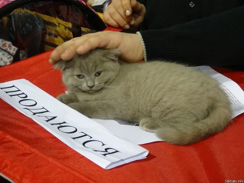 Всемирная выставка кошек. Выставка кошек в Оренбурге. Интересные факты о выставках кошек. Экзотическая кошка выставка.