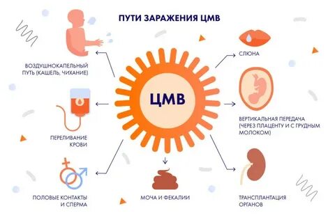 Вирус герпеса цмв
