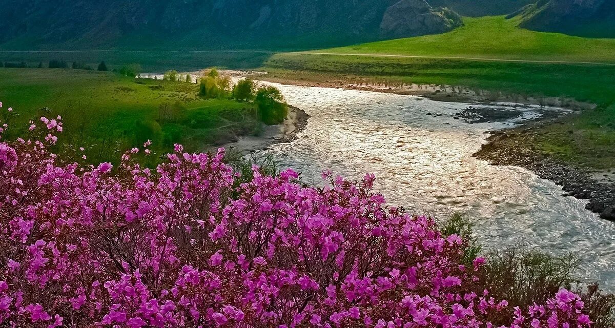 горный алтай сейчас. чемал горный алтай в мае. маральник горный алтай рододендрон. цветение маральника горный алтай. гейзеровое озеро горный алтай.