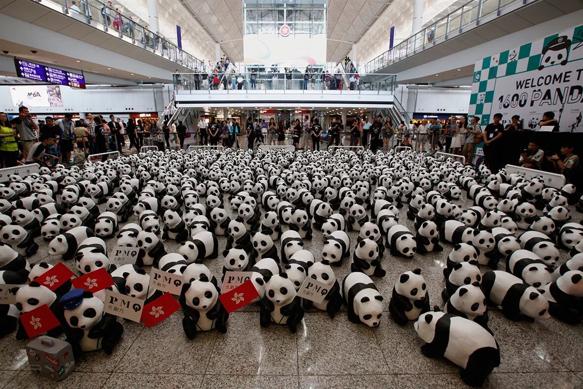 Много панд. Мишка Панда. Много много панд. 1600 Панд.