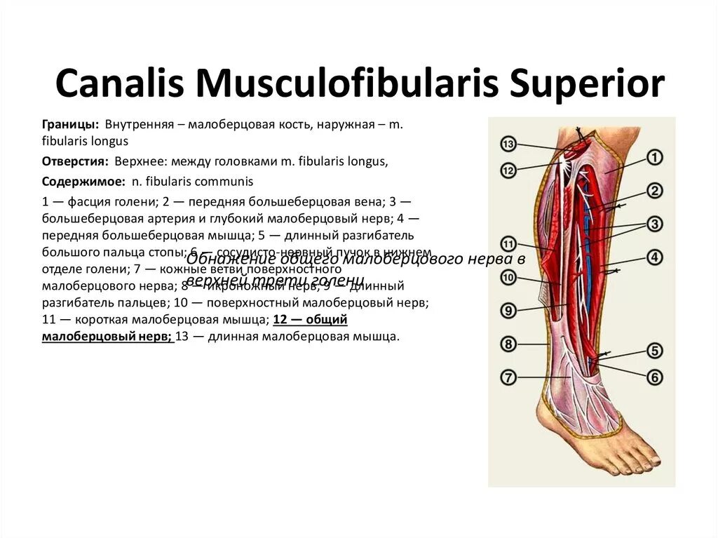 Груберов канал. Нижний мышечно-малоберцовый канал (Canalis musculoperoneus inferior. Верхний мышечно-малоберцовый канал (Canalis musculoperoneus Superior). Верхний мышечно малоберцовый канал топография. Мышечно малоберцовый канал верхний и Нижний топография.