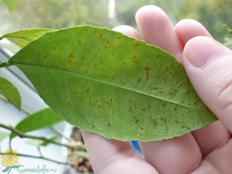 слепое пятно строение и функции. рисунок для нахождения слепого пятна. диаметр слепого пятна. появились слепые пятна. обнаружение слепого пятна опыт мариотта.