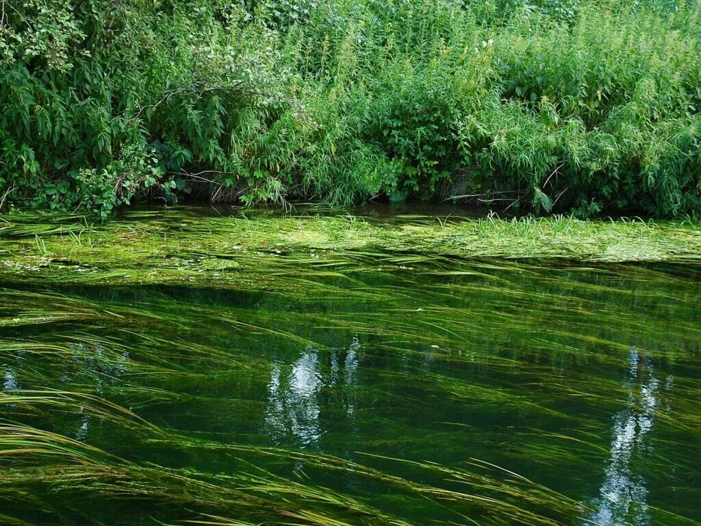 Почему водоросли растут в воде