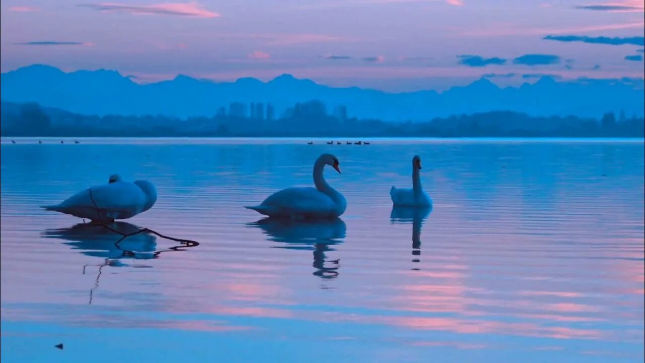 Слушать музыку птицы релакс. Beautiful nature. Some Swans.