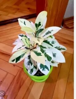 Фикус альбомаргината