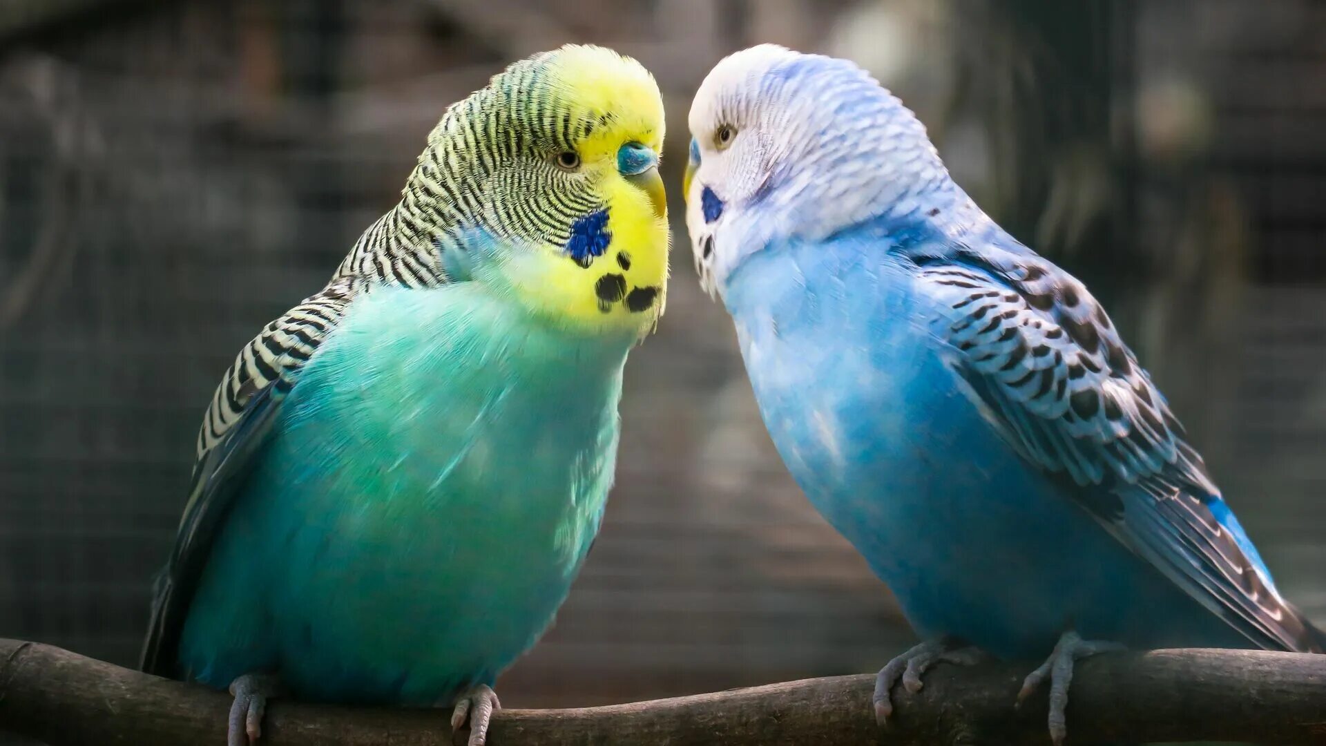Девочки попугаи говорят. Волнистый попугай. Попугаи домашние. Попугай фото. Фото волнистых попугайчиков.