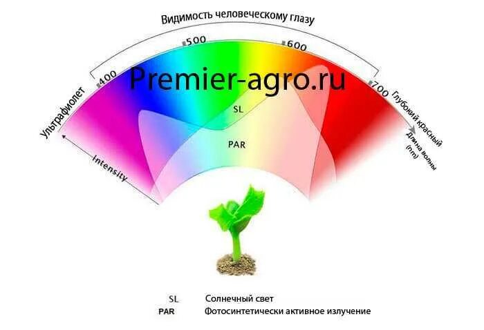 Фотосинтетическая радиация. Фар солнечная радиация. Спектр фотосинтетически активной радиации. Хлорофилл излучает свет. Фар физиологически активная радиация.