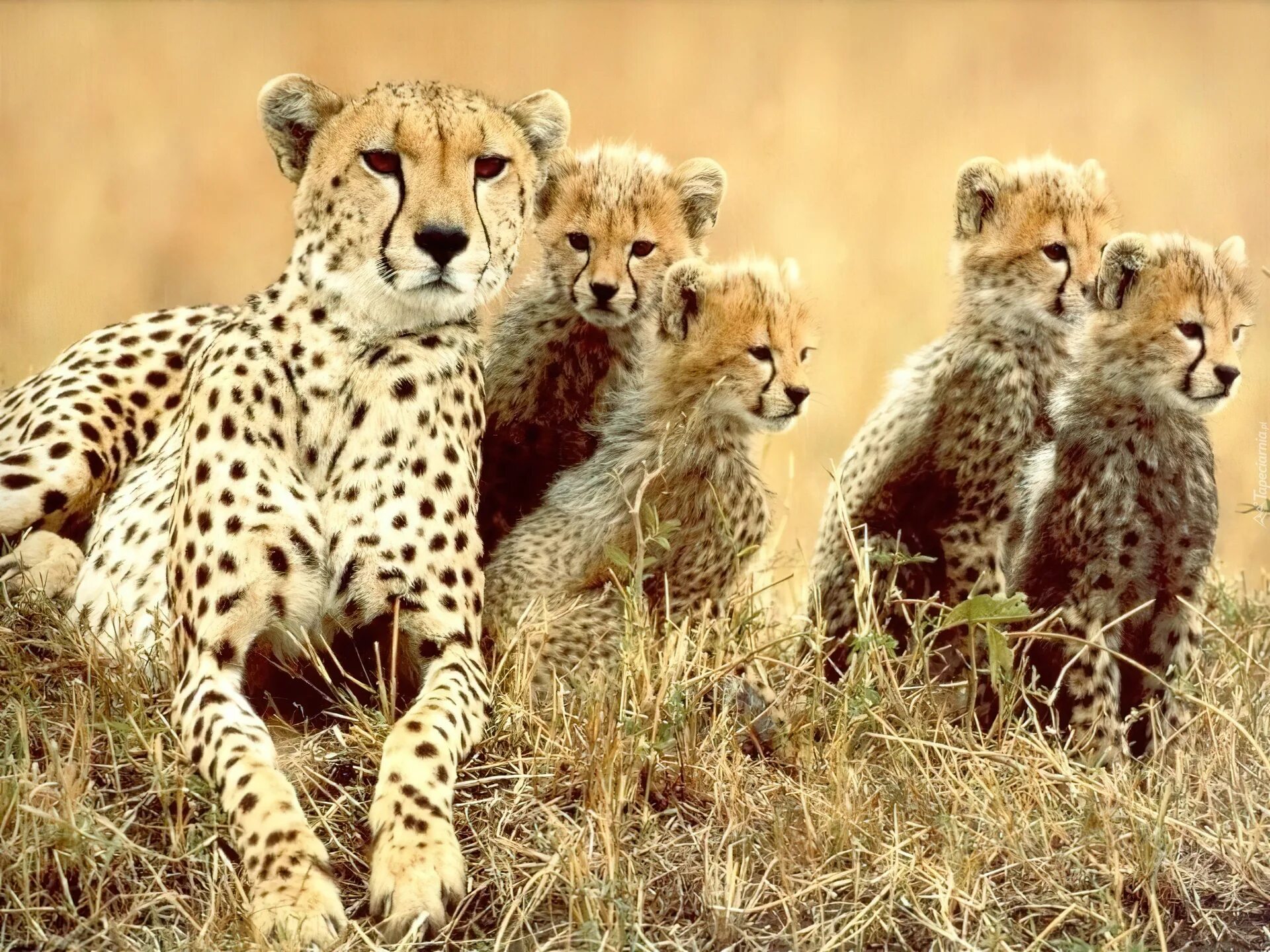 Тигр леопард гепард Ягуар. Тигр Лев и леопард. Лев тигр гепард. Львы тигры леопарды гепарды. Дикие животные гепарды