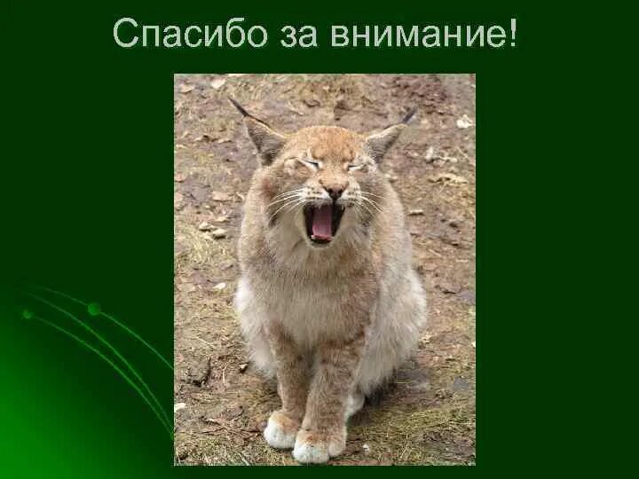 Рысь какой род. Рысь род. рысь какого рода. рысь в мужском роде. рысь какого рода в русском языке.