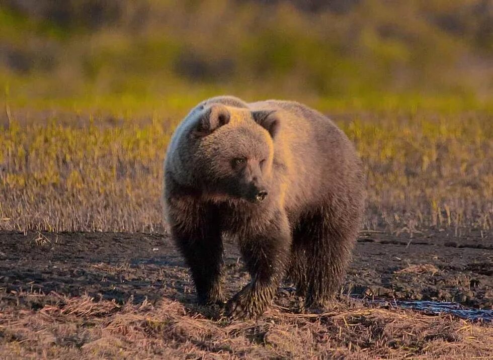 Бурый медведь в тундре. Бурый медведь в лесотундре. Бурый медведь в Норильске. Животные тундры бурый медведь. Какие медведи в тундре