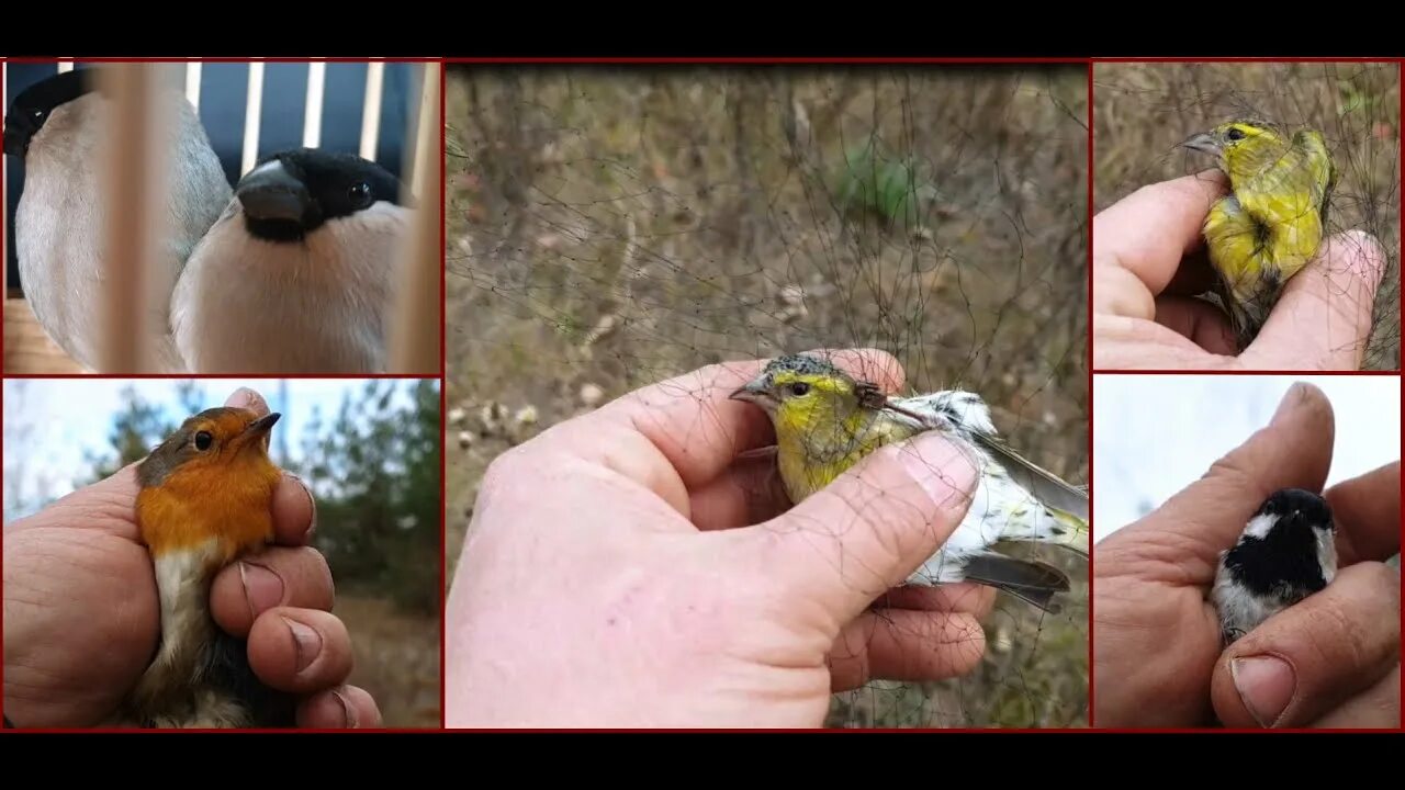 Ловля певчие видео. Ловля певчих птиц сетью. щеглы ловля. тихо в лесу синицы и корольки.