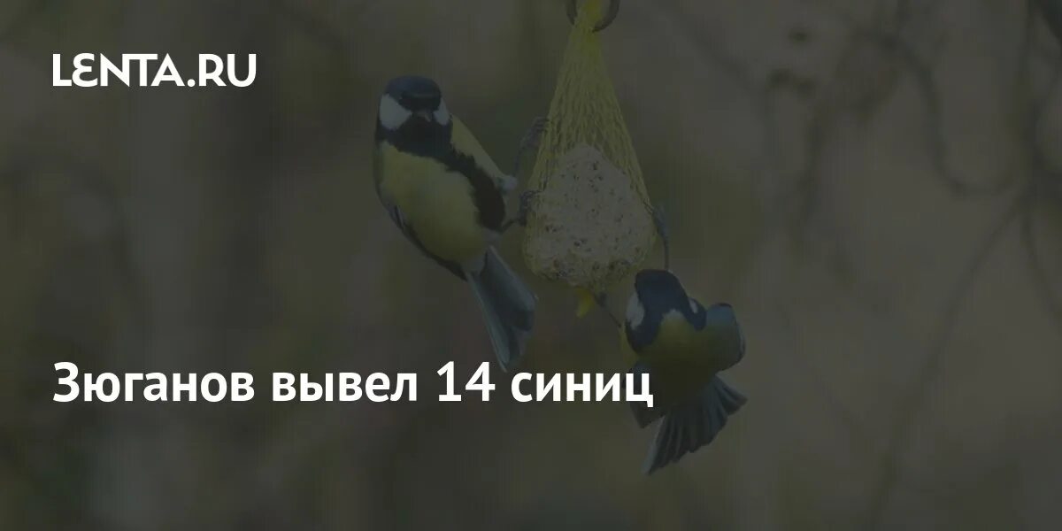 Синичка 14