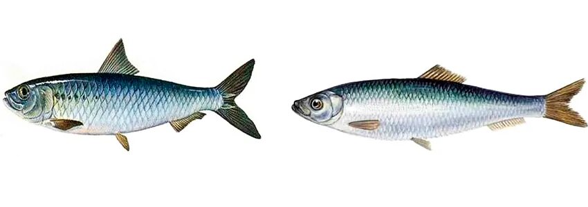 килька и шпроты разница. килька и шпроты разница. шпрот в масле 160гр"рм". рижская килька вкусные консервы. килька и шпроты разница.