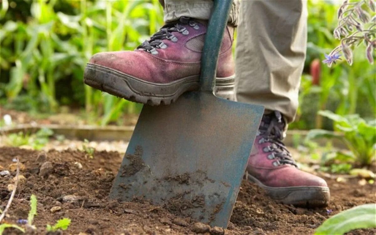 Копать огород. Копать землю лопатой. Лопата для огорода. Лопата с ногами.