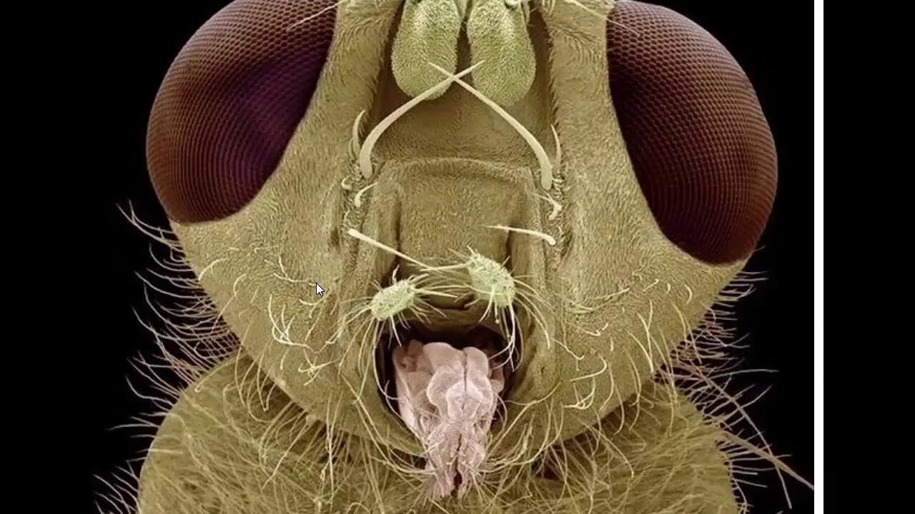 Мошка под микроскопом фото. Мошка Сибирская под микроскопом. Мошка в микроскопе. Муха в микроскопе. Микробы через микроскоп.