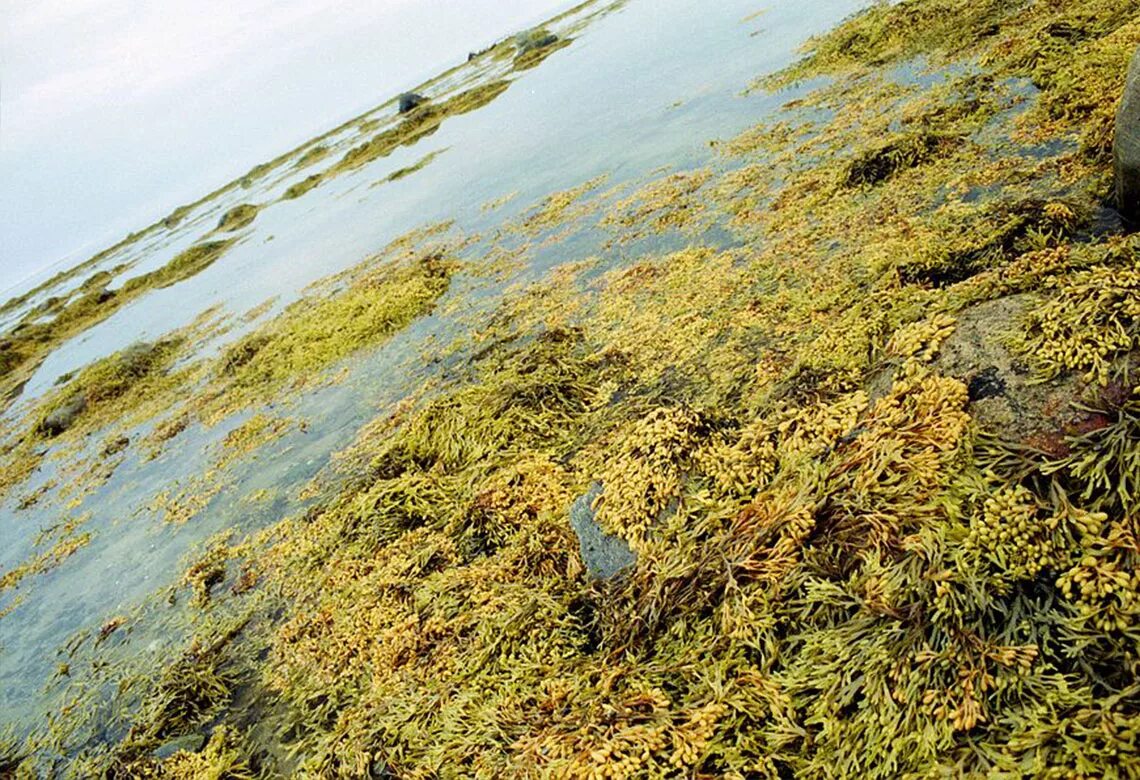 Фукус морской виноград. Водоросли белого моря фукус. Морской виноград Сахалин. Морской виноград Соловки.