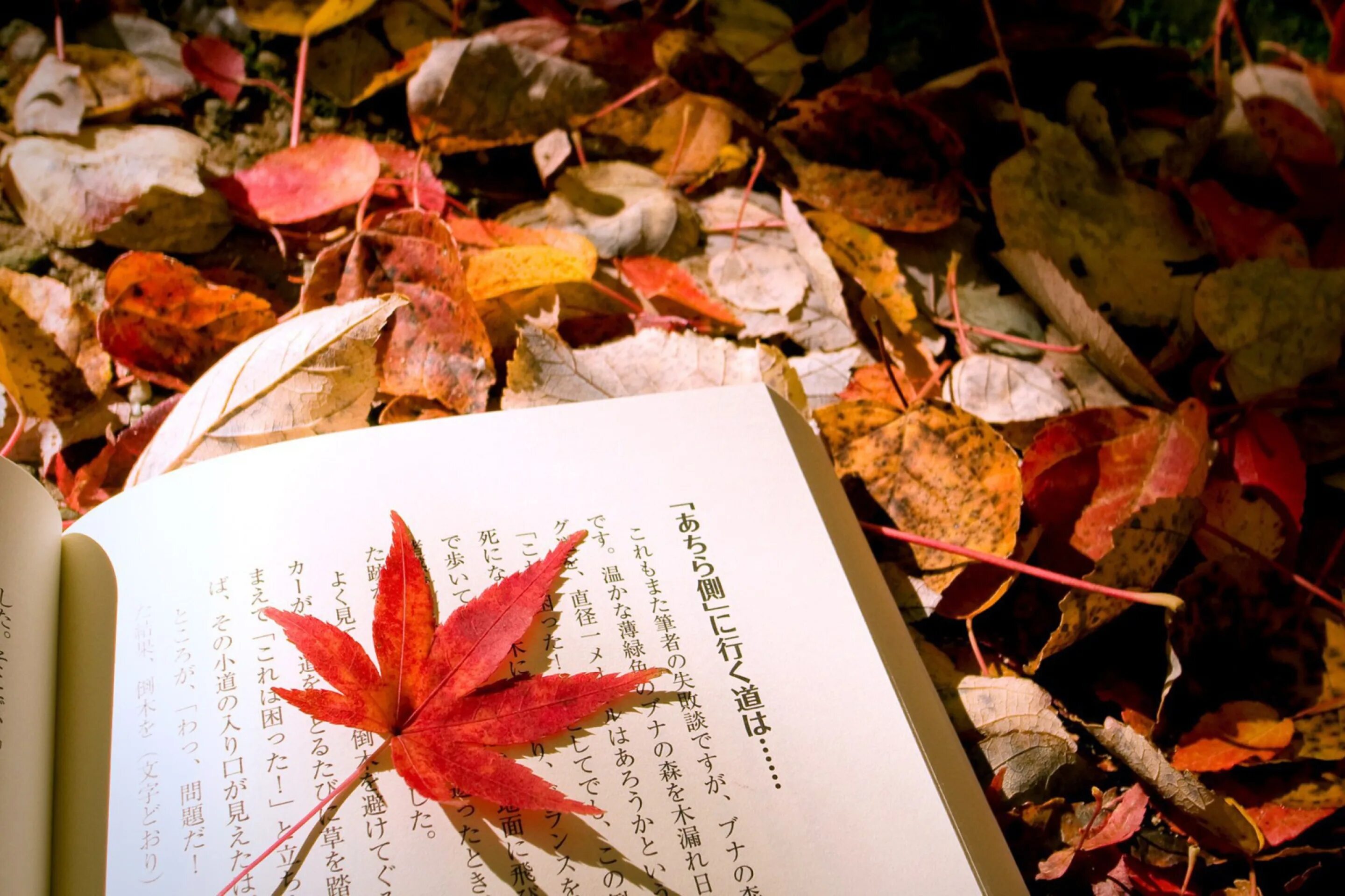 Осенняя Эстетика. Осень Эстетика. Осенние обои на рабочий стол. Осенние листья Эстетика.