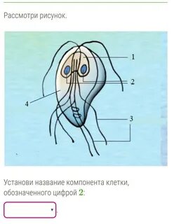 Лямблия схема