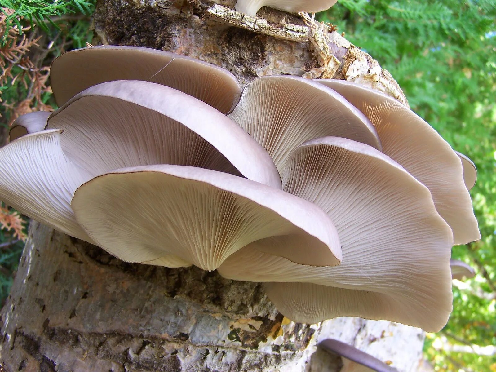 Вешенка часов. Вешенка обыкновенная (Pleurotus ostreatus). Вёшенка обыкновенная съедобные грибы. Вешенка обыкновенная Лесная. Трутовик вешенки.