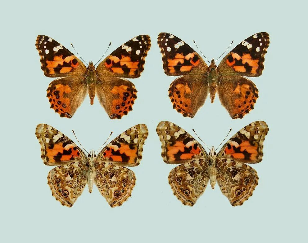 Пол у самок бабочки. Репейница Vanessa cardui. Репейница самка и самец. Бабочка репейница. Бабочка крапивница самец и самка.
