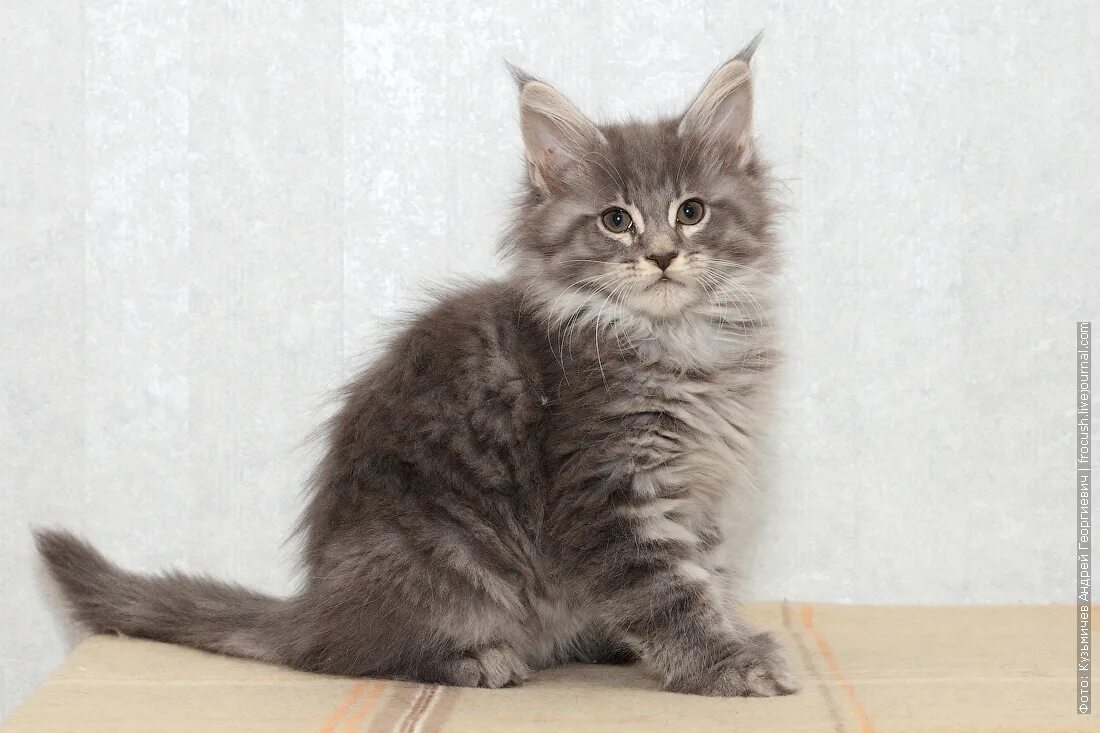 Котята мейн кун неделя. Фото котёнка мейн-кун в крем на серебре.