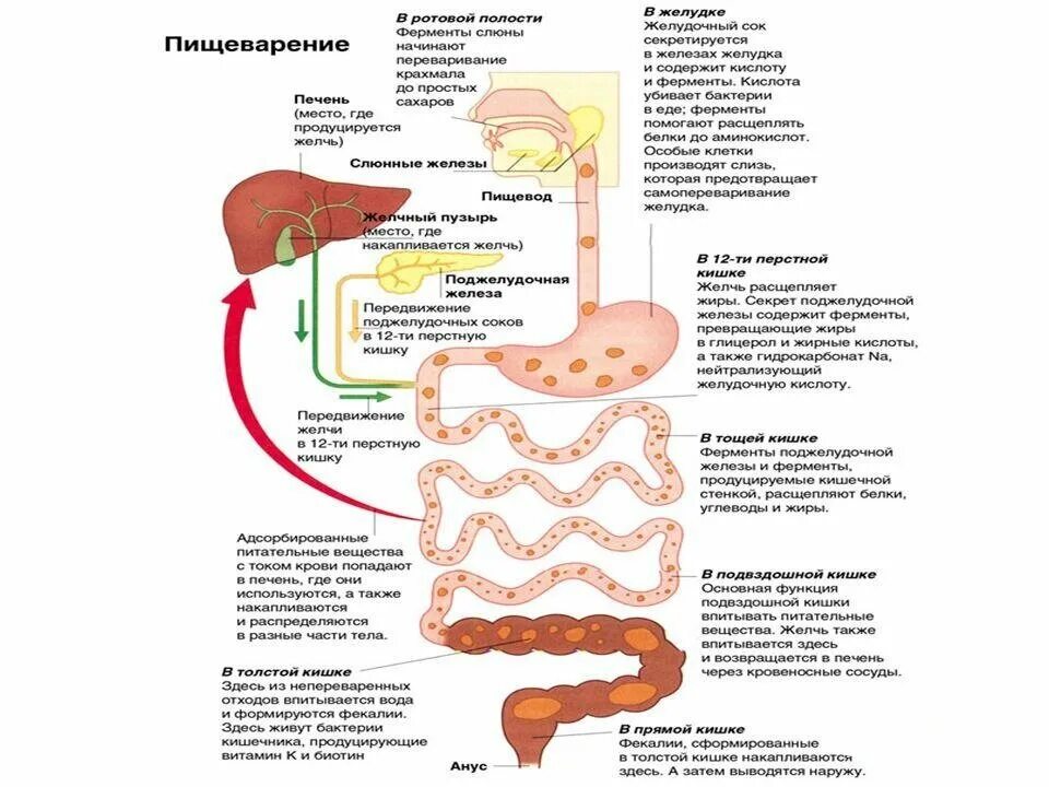 Печень вырабатывает сок. Пищеварительные функции системы пищеварения. Пищеварительная система человека схема ЕГЭ. Строение пищеварительной системы с ферментами человека. Этапы переваривания пищи в желудочно-кишечном тракте.