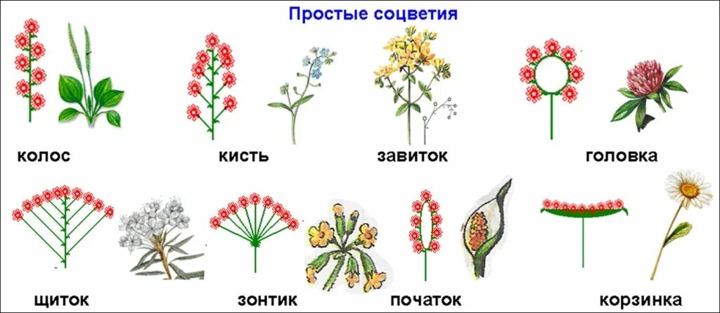 Какие соцветия могут быть только простыми. Соцветия цветковых растений. Типы соцветий у покрытосеменных растений. Строение соцветия растения. Схема классификации соцветий цветковых растений.