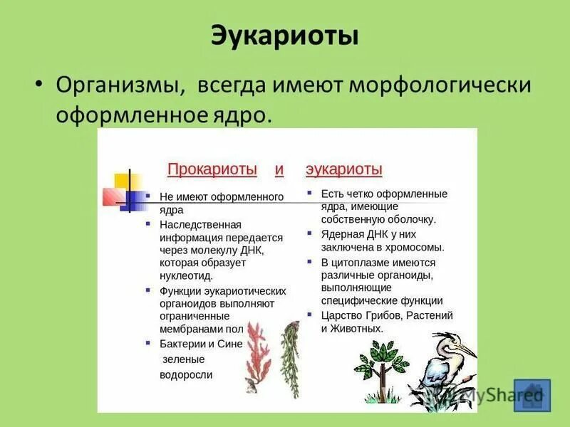 Бактерии доядерные организмы презентация 7 класс биология