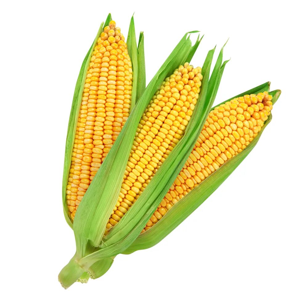 Кукуруза стресс. Семена кукурузы монсанто. Maize перевод. Кукуруза вальмонд f1. Кукуруза на белом фоне.