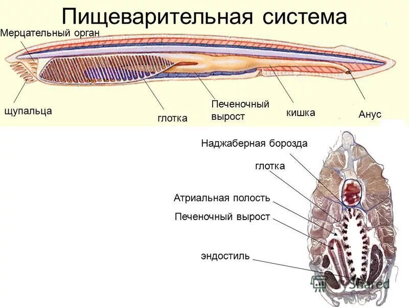 Органы чувств хордовых. Строение дыхательной системы ланцетника. Тип хордовые. Ланцетник это хордовое. Ланцетник вторичноротые.