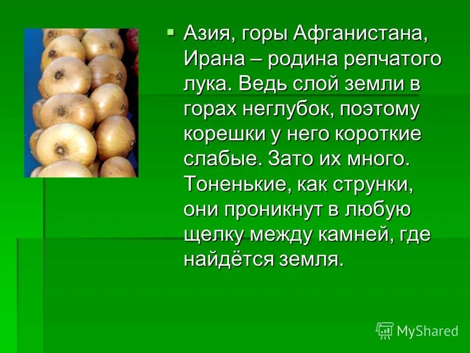 Рассказ о репчатом луке. Витамины в луке репчатом. Лук репчатый жиры