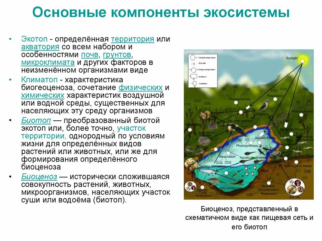 Экосистемы компоненты экосистем презентация. Основные компоненты экосистемы. Компоненты агросистемыы. Основные компоненты экологической системы. Основные элементы экосистемы.