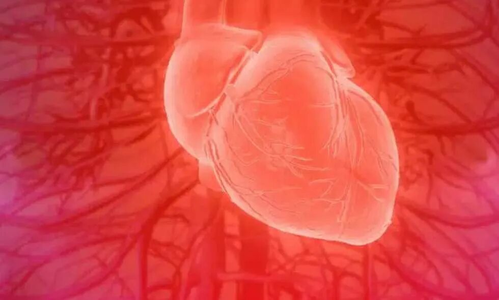 Сердечная мышца представлена тканью. Сердечная мышца человека.